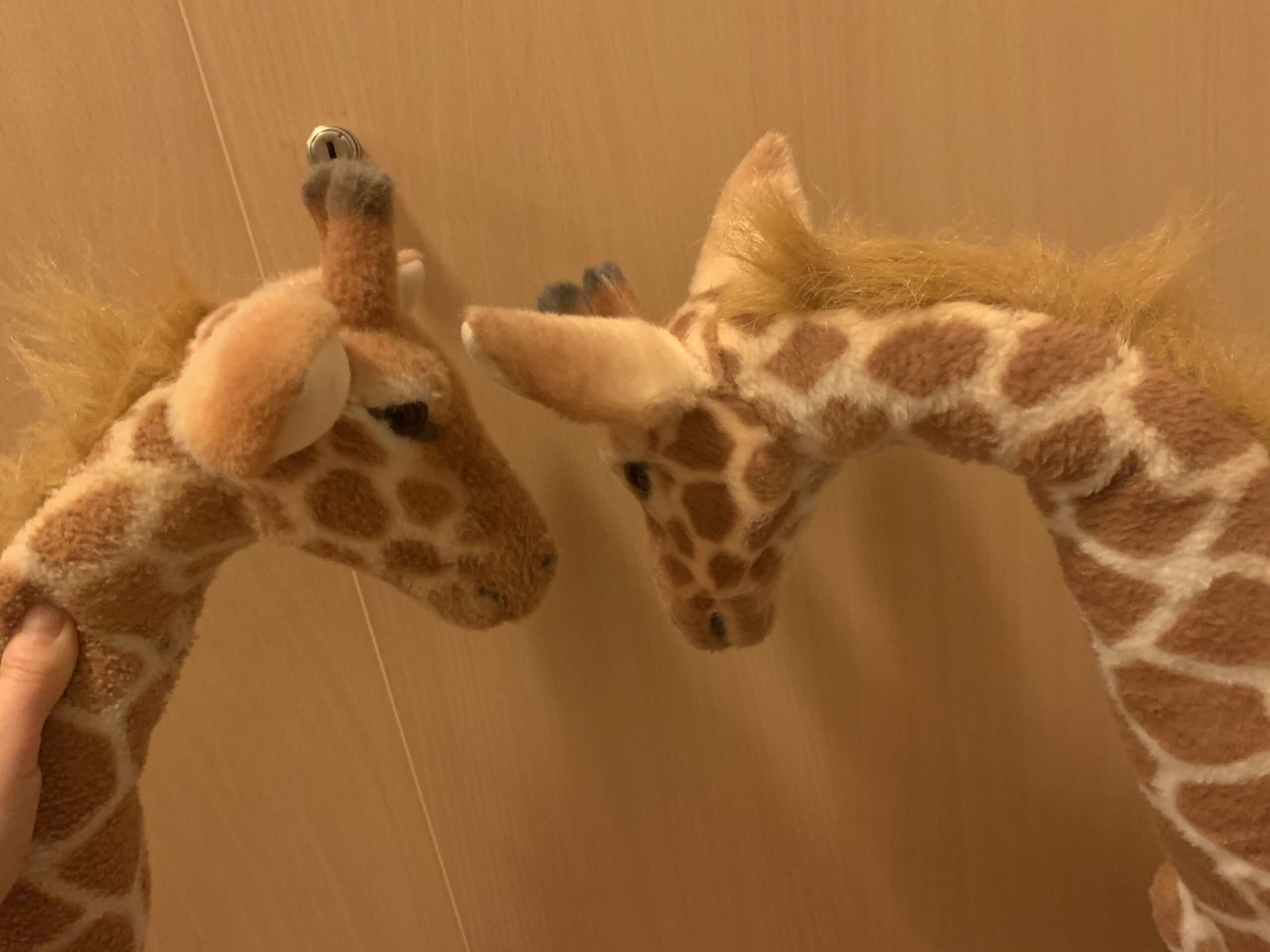 Dwie pluszowe żyrafy stoją stykając się pyszczkami.